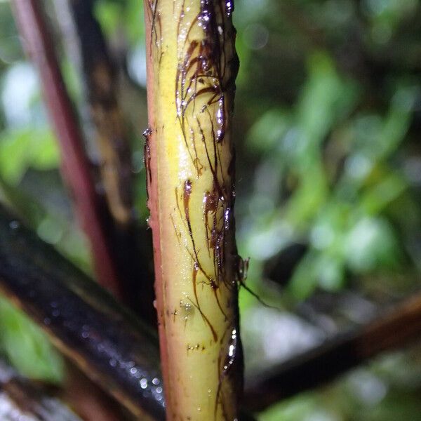 Pteris catoptera Folla