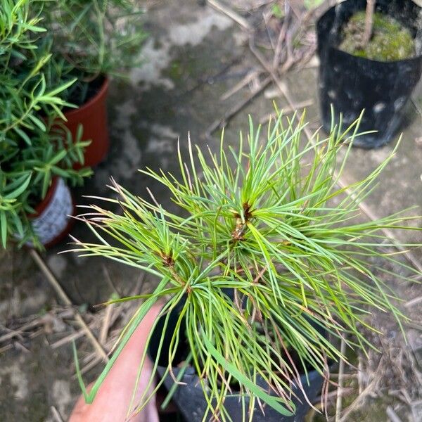 Pinus koraiensis Φύλλο