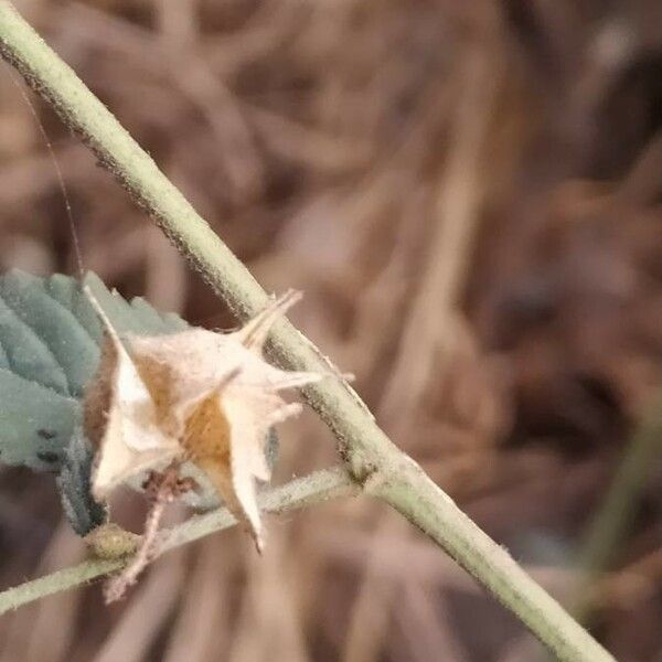 Melochia pyramidata Fruit