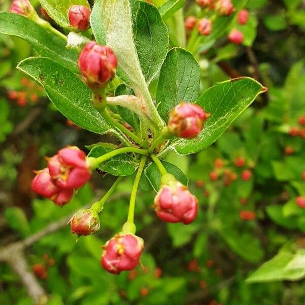 Malus sylvestris Blomma