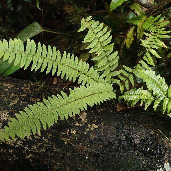 Nephrolepis undulata Leaf