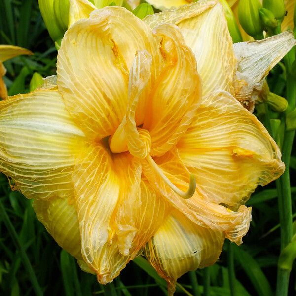 Hemerocallis lilioasphodelus 花