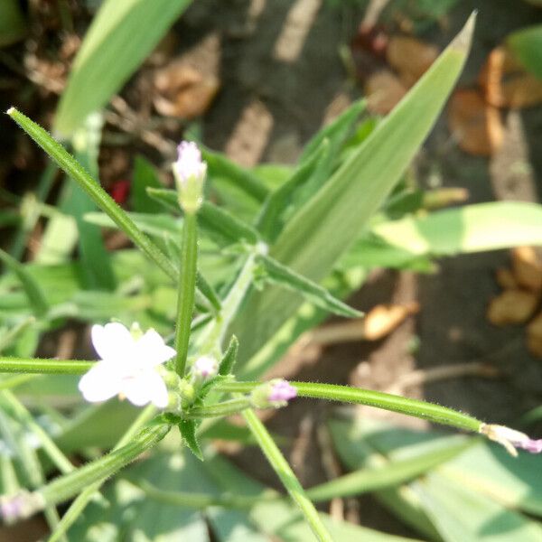 Epilobium parviflorum Cvet