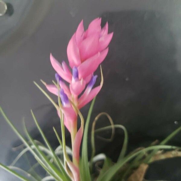 Tillandsia stricta Flors