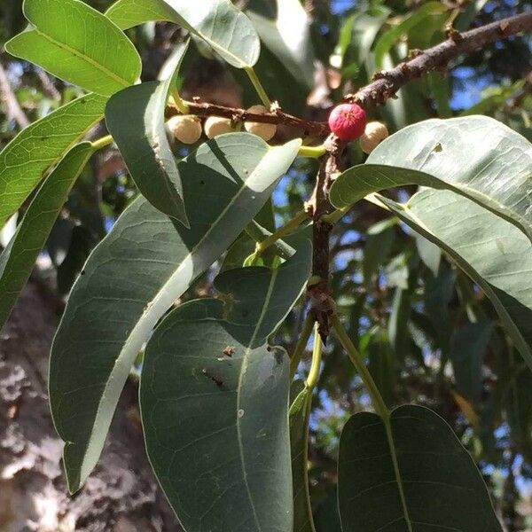 Ficus salicifolia ᱥᱟᱠᱟᱢ