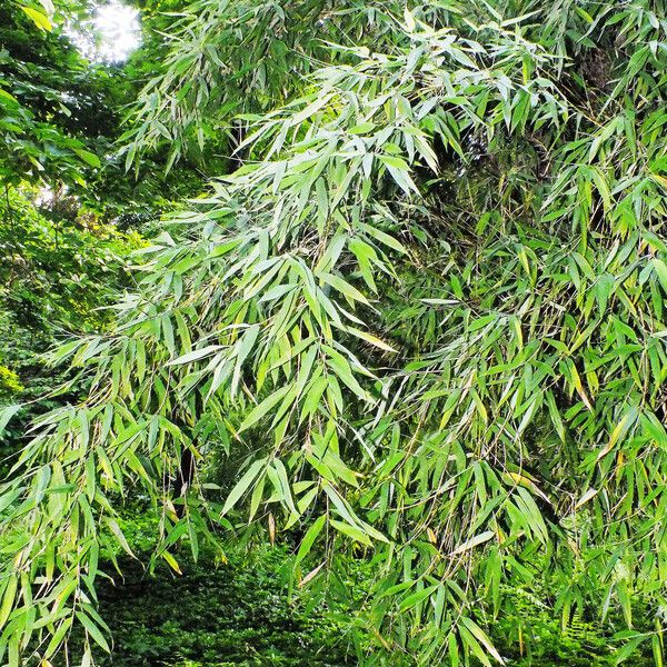 Phyllostachys aureosulcata Blad