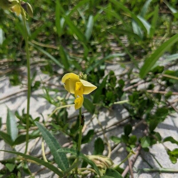 Vigna luteola Fiore