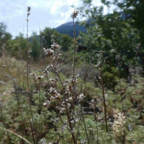 Artemisia chamaemelifolia Blomma