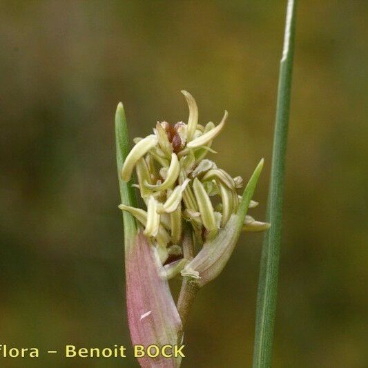 Scheuchzeria palustris Fruit