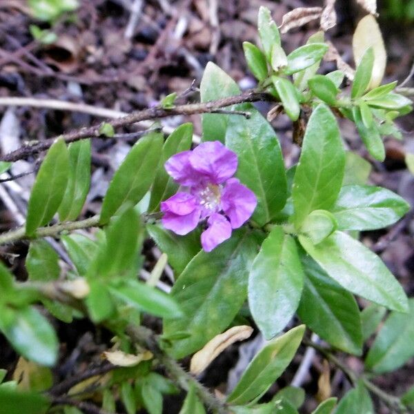 Fagonia cretica Blomst