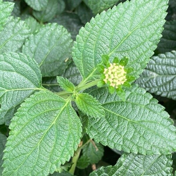 Lantana camara Leaf