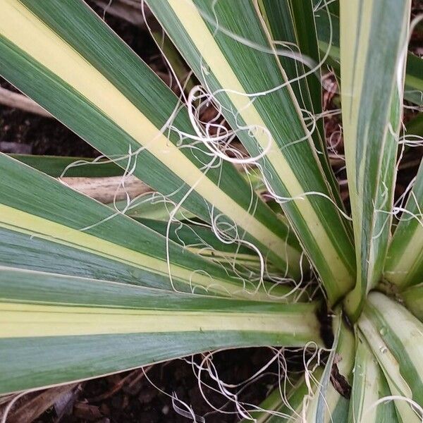 Yucca filamentosa Altres