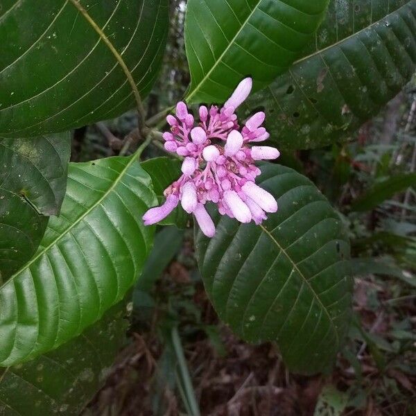 Fuchsia paniculata Flors