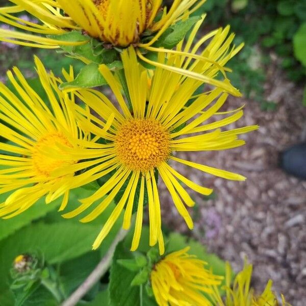 Telekia speciosa Flower