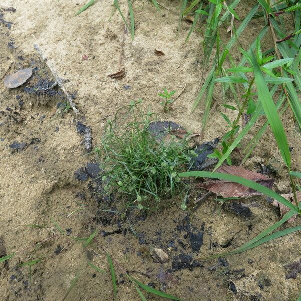 Cyperus hortensis Habit