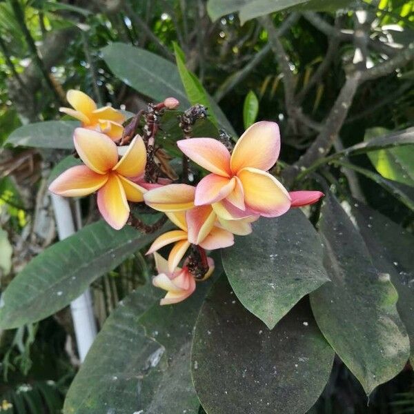 Plumeria rubra Квітка