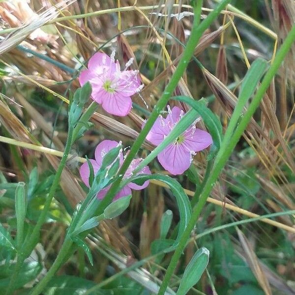 Oenothera rosea Flor