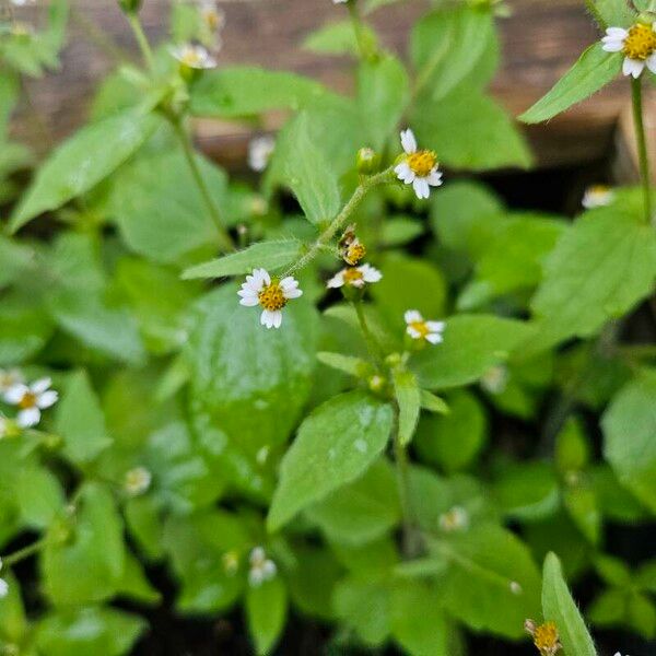 Galinsoga parviflora Flor