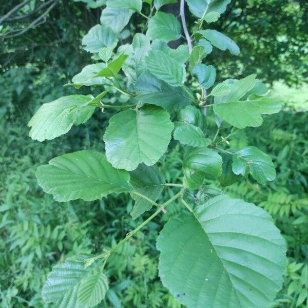 Alnus glutinosa Φύλλο