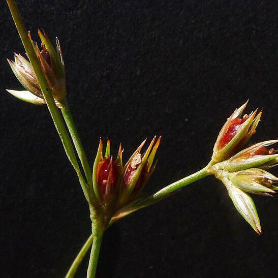 Juncus pygmaeus Çiçek