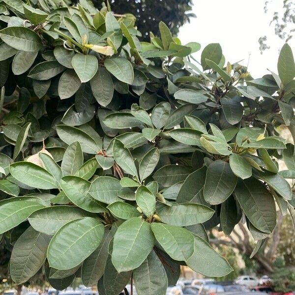 Tabebuia heterophylla Blatt