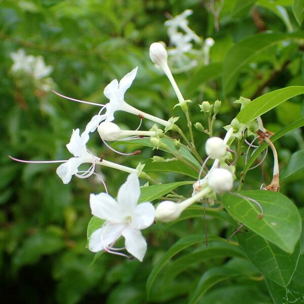 Volkameria inermis Flower