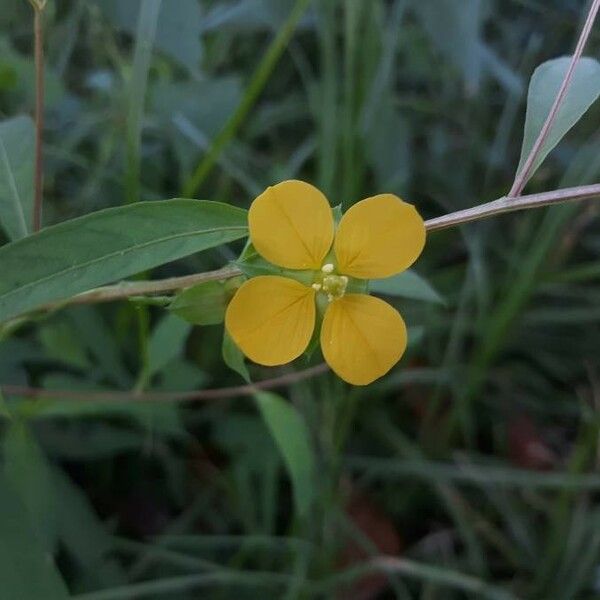 Ludwigia alternifolia Cvet