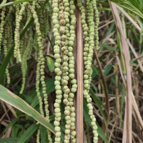 Boehmeria penduliflora Fruit