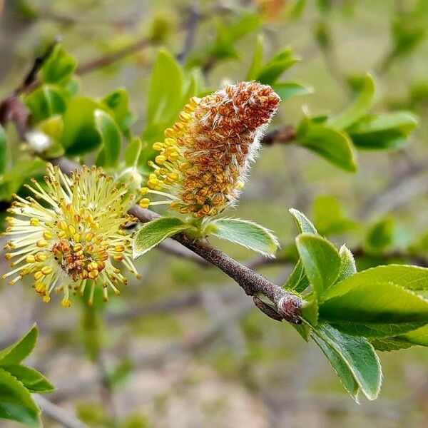 Salix myrsinifolia Blodyn