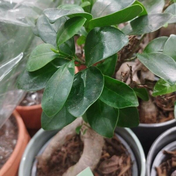 Ficus microcarpa Hostoa