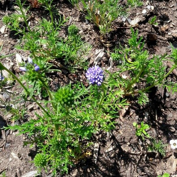 Gilia capitata Flower