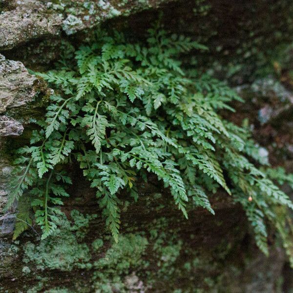 Asplenium montanum (Mountain spleenwort)