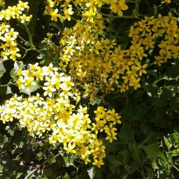 Senecio angulatus Цвят