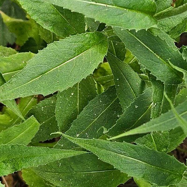 Hesperis matronalis Liść