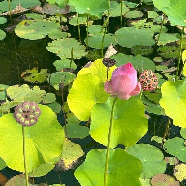 Nelumbo nucifera Flor