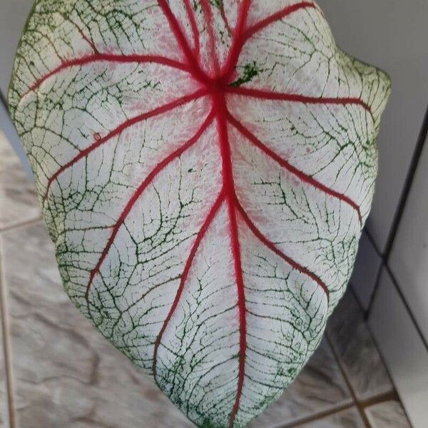 Caladium bicolor Lehti