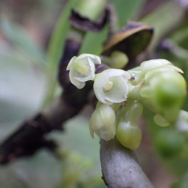 Rhipidoglossum densiflorum Flower