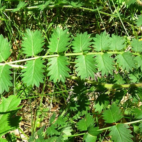 Sanguisorba minor পাতা