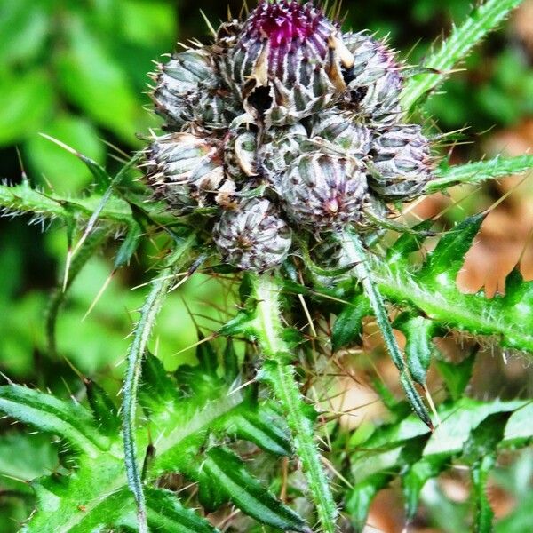 Cirsium palustre Flower