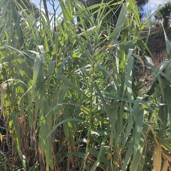 Arundo donax Deilen