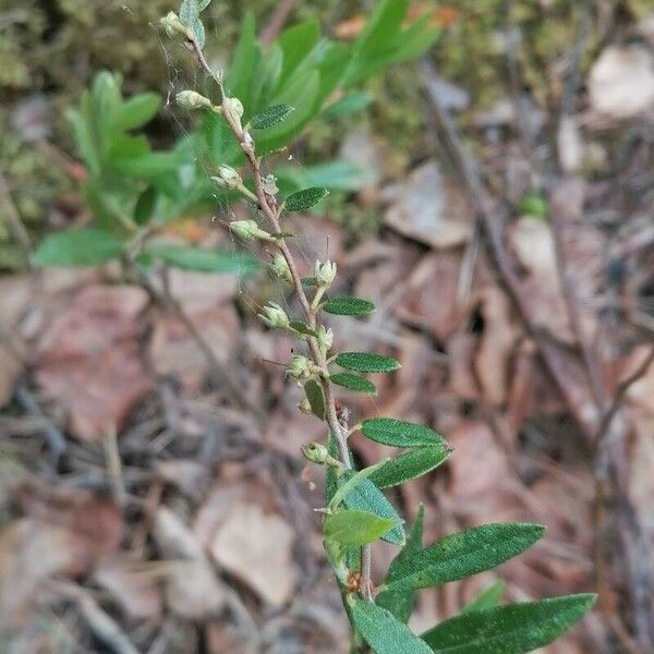 Chamaedaphne calyculata Blatt