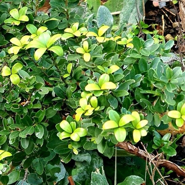 Ilex crenata Foglia