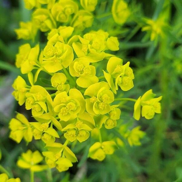 Euphorbia cyparissias Žiedas