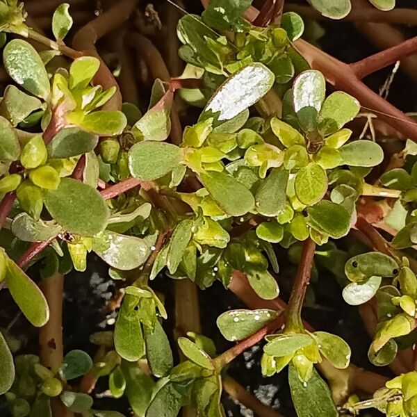 Portulaca oleracea Leaf