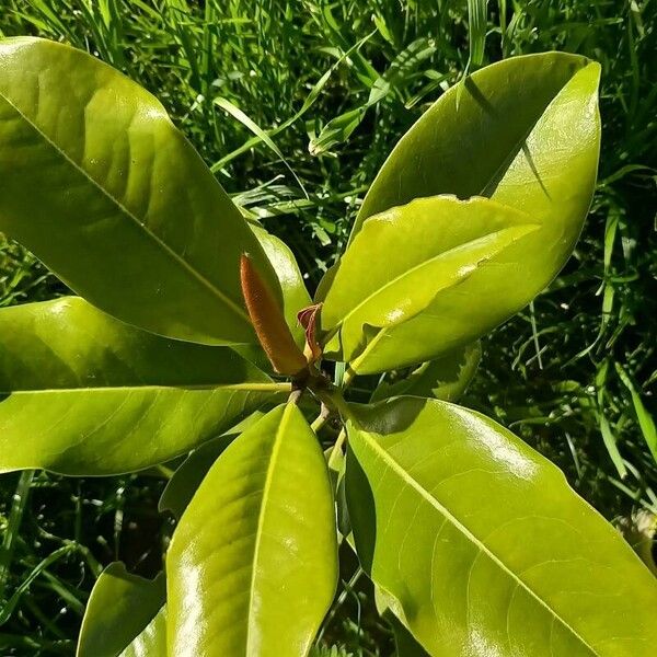 Magnolia virginiana List