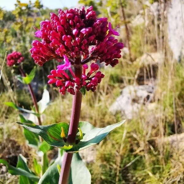 Centranthus ruber Blomst