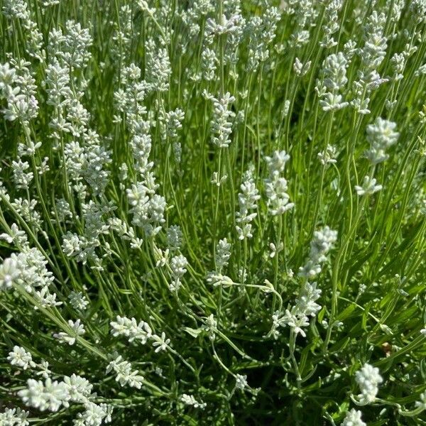 Polygala alba Bloem