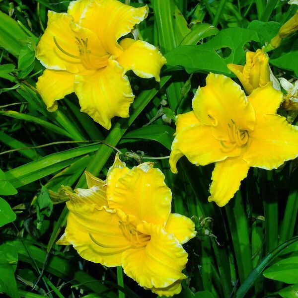 Hemerocallis lilioasphodelus Žiedas