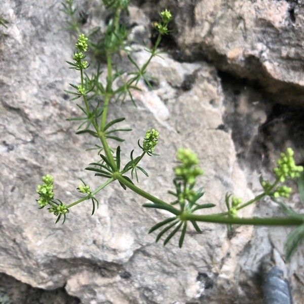 Galium lucidum List