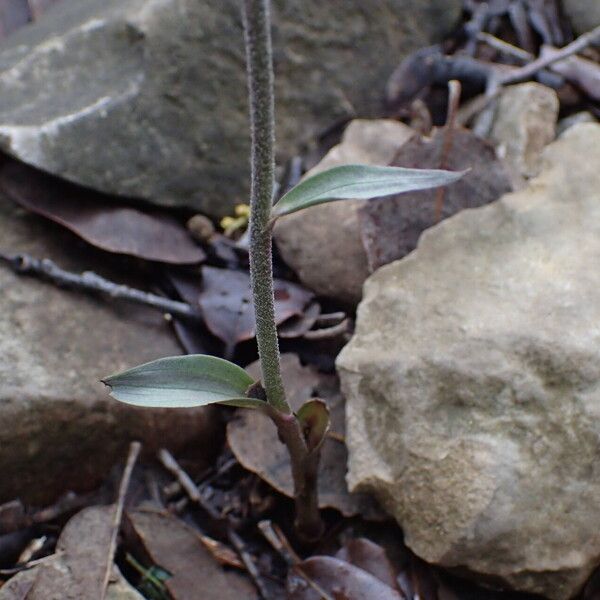 Epipactis microphylla Foglia